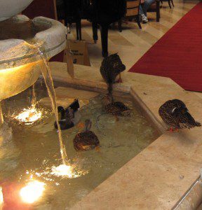 The ducks enter and exit their favorite fountain by literally walking the red carpet!