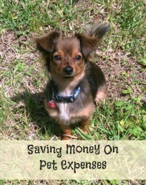 Saving money on pet expenses