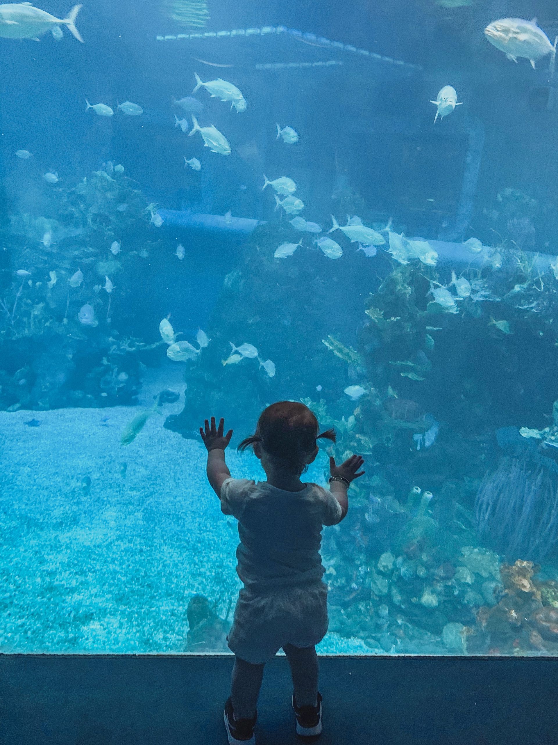 little girl in front of aquarium with fish and coral