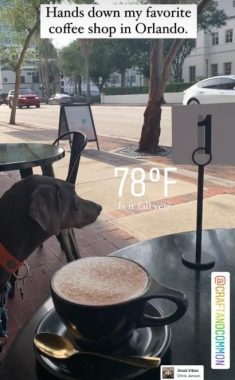 Dog sitting at coffee shop
