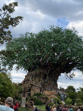 The Tree of Life!