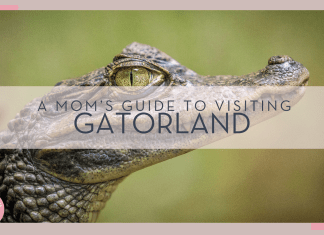 gaetano cessati via unsplash picture of small alligator from the side with 'a mom's guide to visiting gatorland' in text on top of the picture.