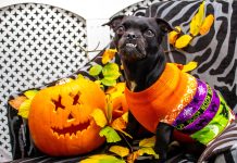 Halloween pet safety, dog in Halloween costume