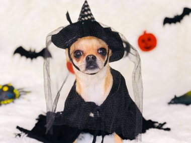 Halloween pet safety, dog in Halloween costume