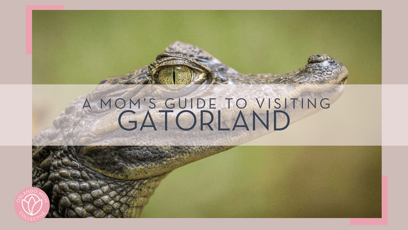 gaetano-cessati-via unsplash photo of small alligator from the side with 'a moms guide to visiting gatorland' in text on top of photo