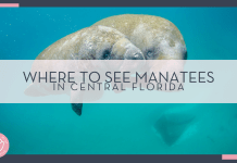 noaa via unsplash picture of a large and small manatee underwater with 'where to see manatees in Central Florida' in text overtop of photo