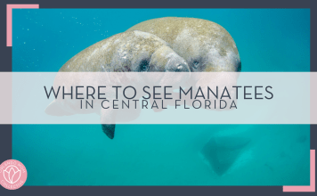 noaa via unsplash picture of a large and small manatee underwater with 'where to see manatees in Central Florida' in text overtop of photo