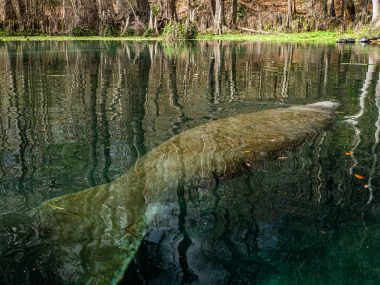 Lesly Derksen via Unsplash image of manatees in water from above